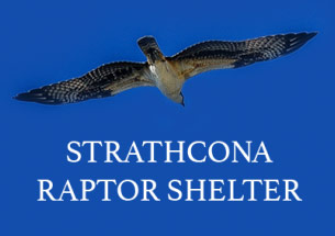 Strathcona Raptor Shelter