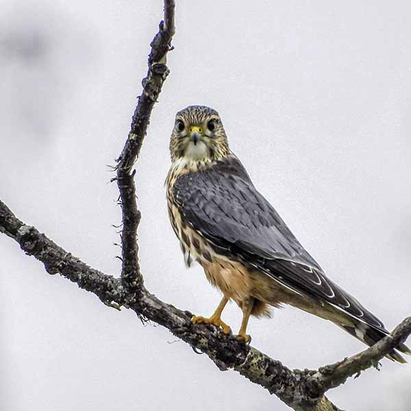 Bird Photography 101 with Angie Patterson
