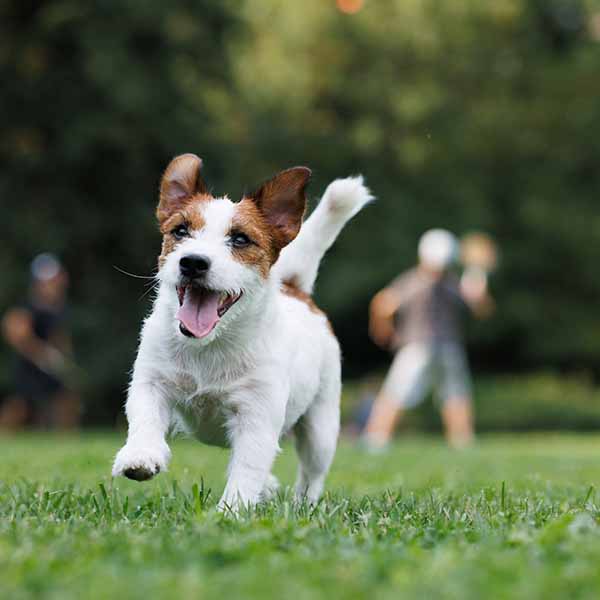 Pets in the Park 2026 - Sponsored by McBain & Fujifilm
